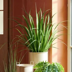 Sale CASA ALLIUM Erba Decorativa Verde
