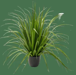 Sale CASA ALLIUM Erba Decorativa Verde