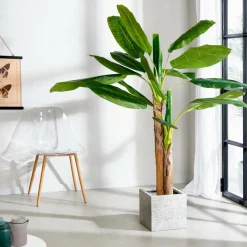 Best CASA BANANA Banano Verde