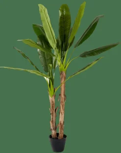 Best CASA BANANA Banano Verde
