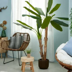 Best CASA BANANA Banano Verde
