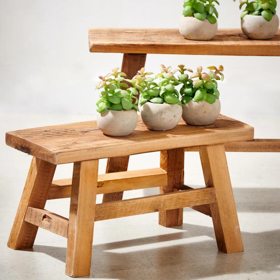 Flash Sale CASA BUXUS Pianta Vari Colori