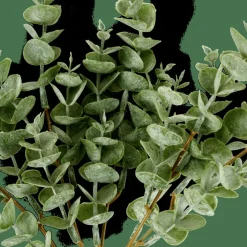 Best CASA EUCALYPTUS Ramo D'eucalipto Verde