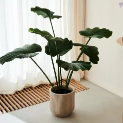 Flash Sale CASA LOTUS Pianta Verde