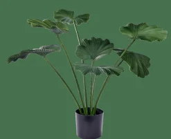 Flash Sale CASA LOTUS Pianta Verde