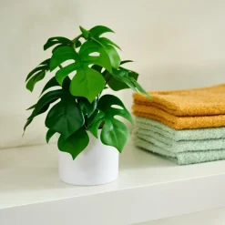 Best CASA MONSTERA Pianta Vari Colori