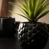 Flash Sale CASA PINA Pianta D'ananas In Vaso Nero