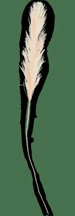 Cheap CASA PLUME Pennacchi Decorativi Crema