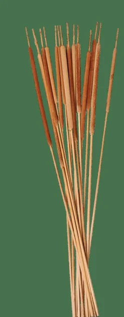 Shop CASA TYPHA Canna Palustre Set Di 15 Naturale
