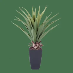 Clearance CASA VERA Aloe Vera Verde