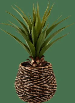 Clearance CASA VERA Aloe Vera Verde